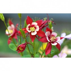 Oriental Columbine Flower Seeds