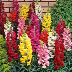 National Gardens Northern Lights Mix Snapdragon Flower Seeds