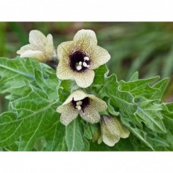 National Gardens Black Henbane Flower Seeds