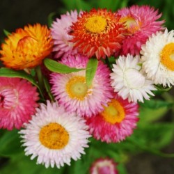 National Gardens Tall Double Mix Strawflower Flower Seeds