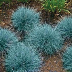 National Gardens Blue Fescue Ornamental Grass Seeds