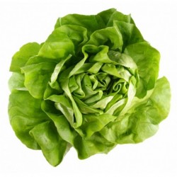 National Gardens Limestone Bibb Lettuce Seeds