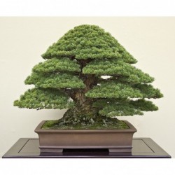 National Gardens Japanese Black Pine Bonsai Seeds