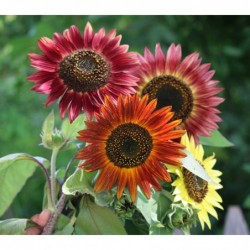 National Gardens Autumn Beauty Sunflower Mix Flower Seeds