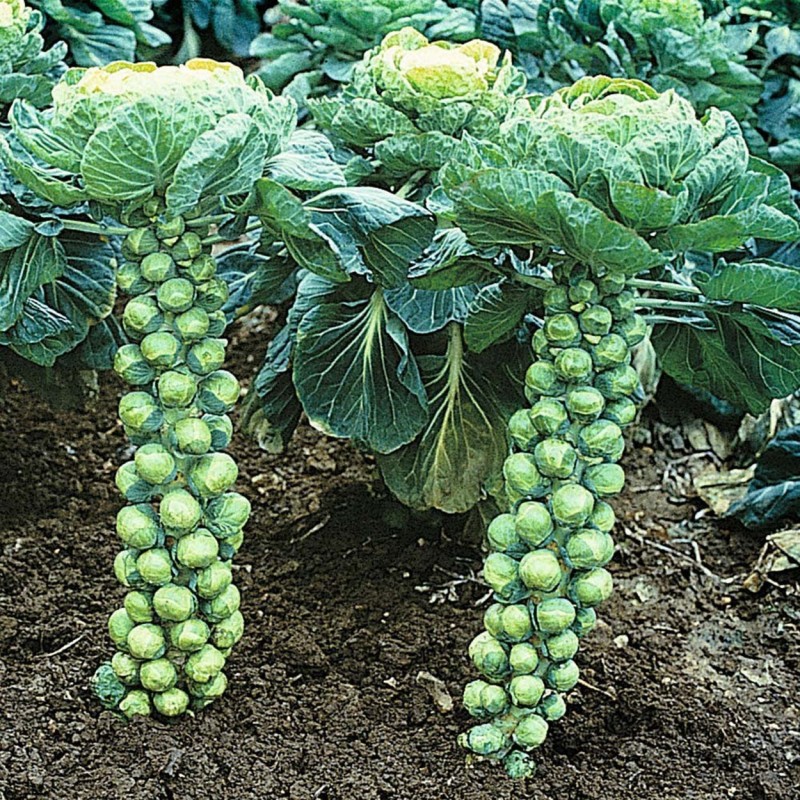 National Gardens Catskill Brussel Sprouts Vegetable Seeds