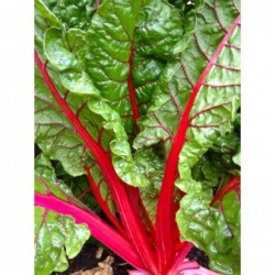 National Gardens Ruby Red Swiss Chard Vegetable Seeds