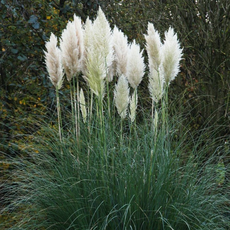 National Gardens White Pampas Ornamental Grass Seeds