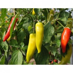 Hungarian Hot Wax Banana Pepper Seeds