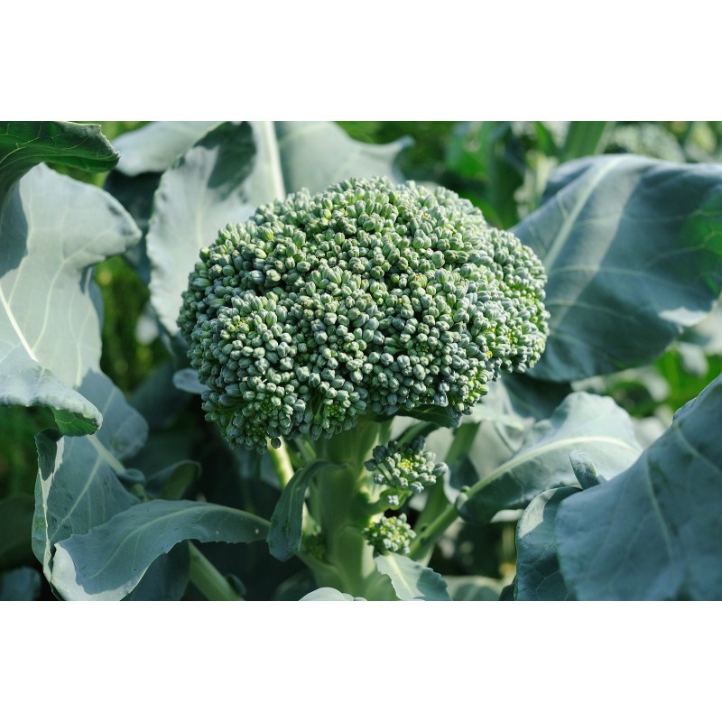 National Gardens Waltham Broccoli Vegetable Seeds