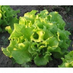 National Gardens Black Seeded Simpson Lettuce Seeds