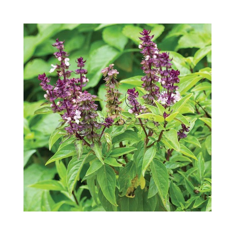 Cinnamon Basil Herb Seeds