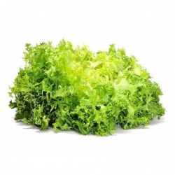 National Gardens Green Moss Curled Endive Herb Seeds