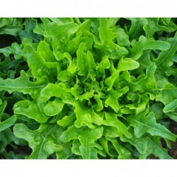 National Gardens Oak Leaf Lettuce Seeds