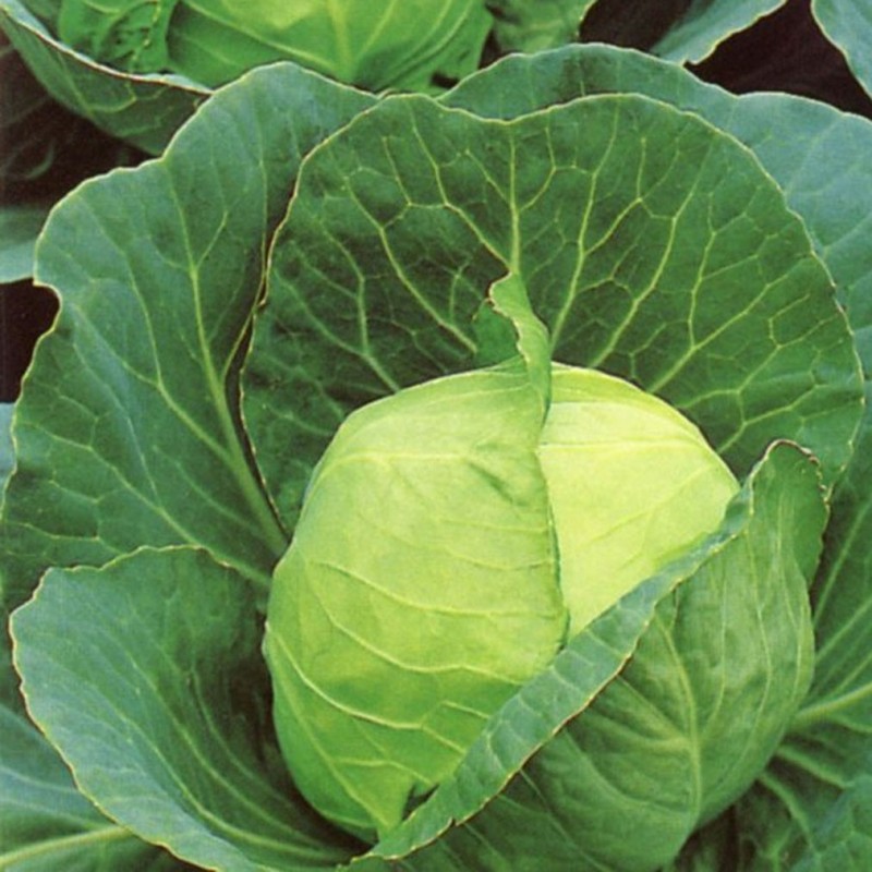 National Gardens Golden Acre Early Cabbage Seeds