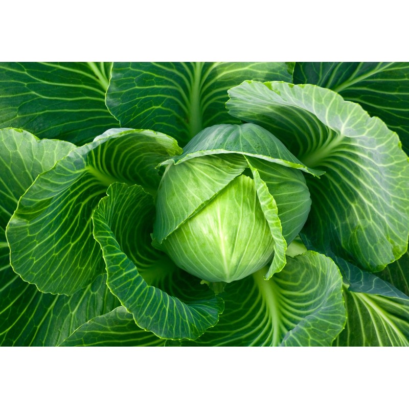 National Gardens Danish Ballhead Cabbage Seeds