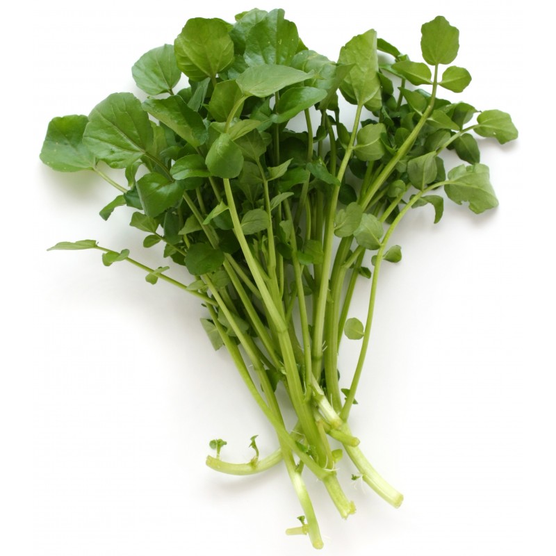 Herb Seeds - 'Pepper Cress