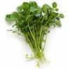 National Gardens Upland Cress Herb Seeds