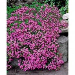National Gardens Pink Rock Soapwort Flower Seeds