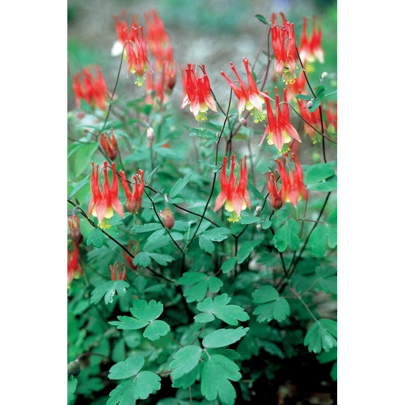 Wild Canadian Flower Seeds