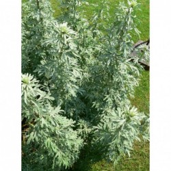 National Gardens Common Wormwood Herb Seeds