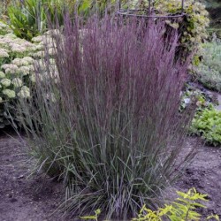 National Gardens Little Bluestem Ornamental Grass Seeds