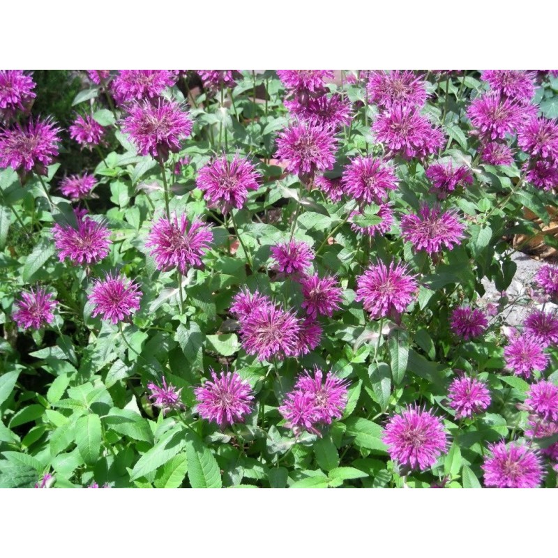 National Gardens Bee Balm Lemon Mint Flower Seeds