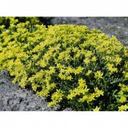 National Gardens Golden Acre Stonecrop Rock Grass Seeds