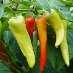National Gardens Sweet Banana Pepper Seeds