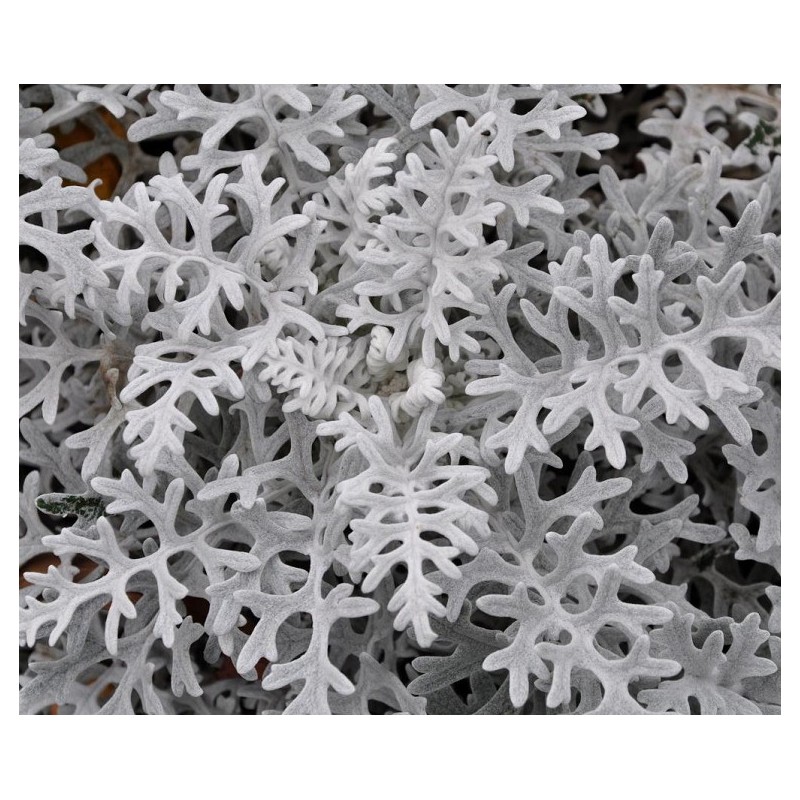 National Gardens Silverdust Dusty Miller Flower Seeds