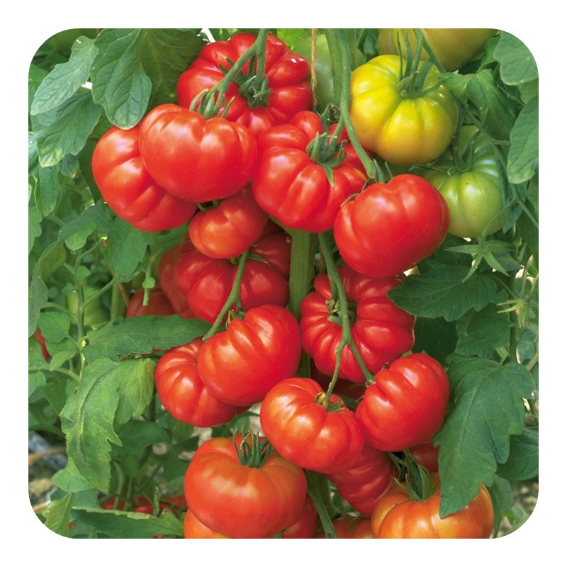 Red Beefsteak Tomato Seeds